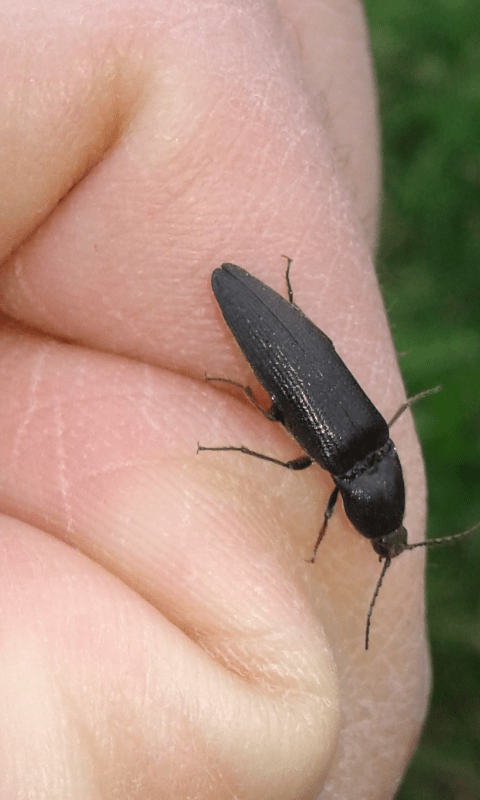 Elateridae. Melanotus sp.